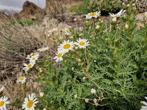 Image of Argyranthemum tenerifae by (c) Jens-Christian Svenning, some rights reserved (CC BY)