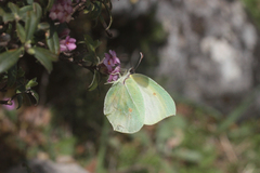 Gonepteryx cleopatra insularis