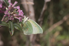 Gonepteryx cleopatra insularis