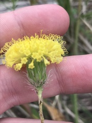 Leptorhynchos elongatus