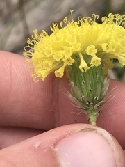 Leptorhynchos elongatus