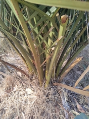 Macrozamia riedlei