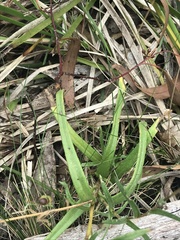 Leptorhynchos elongatus