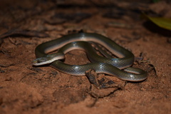 Lycodonomorphus rufulus
