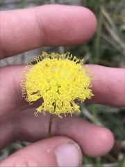 Leptorhynchos elongatus