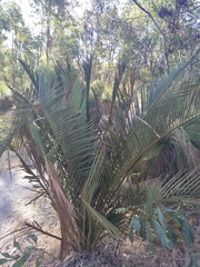 Macrozamia riedlei