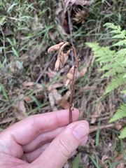 Gastrodia procera