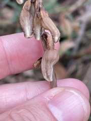 Gastrodia procera