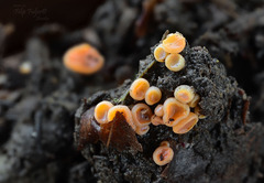 Pulvinula convexella