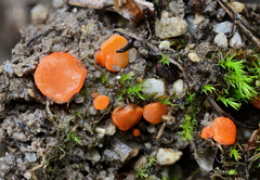 Pulvinula convexella