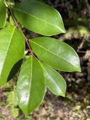 Glochidion rubrum