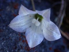 Wahlenbergia pygmaea