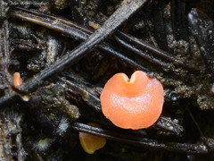 Pulvinula convexella