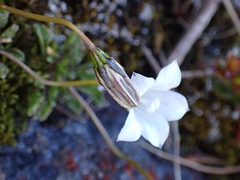 Wahlenbergia pygmaea