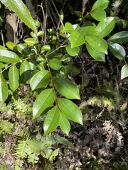 Glochidion rubrum