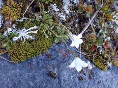 Wahlenbergia pygmaea