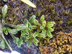 Wahlenbergia pygmaea
