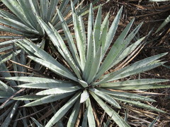 Agave macroacantha