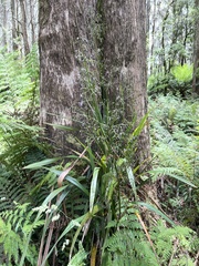 Dianella tasmanica
