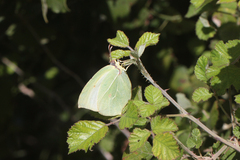 Gonepteryx cleopatra insularis