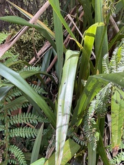 Dianella tasmanica