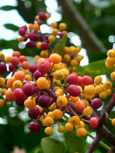 Representative image of Heptapleurum arboricola