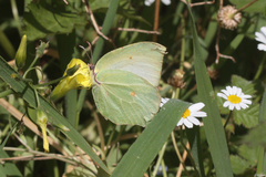 Gonepteryx cleopatra insularis