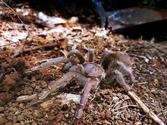 Stichoplastoris asterix