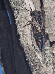 Atrapsalta encaustica