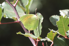Gonepteryx cleopatra insularis
