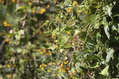 Gonepteryx cleopatra insularis