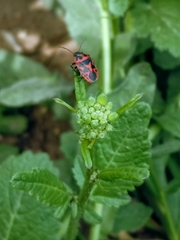 Eurydema