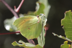 Gonepteryx cleopatra insularis