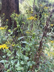Senecio velleioides