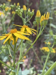 Senecio velleioides