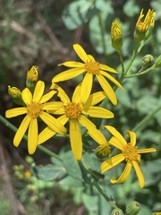 Senecio velleioides