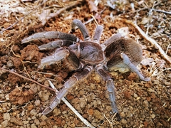 Stichoplastoris asterix