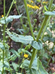 Senecio velleioides