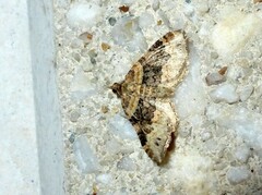 Xanthorhoe ferrugata