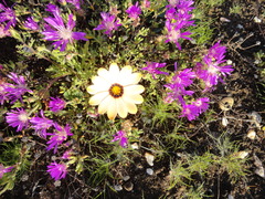 Drosanthemum hispidum