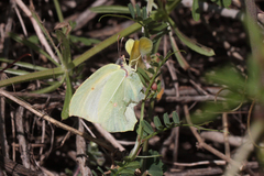 Gonepteryx cleopatra insularis