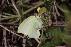 Gonepteryx cleopatra insularis