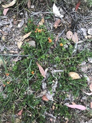 Podolobium procumbens