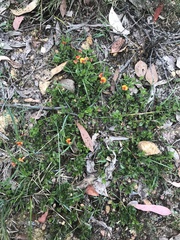 Podolobium procumbens