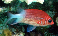 Sargocentron caudimaculatum