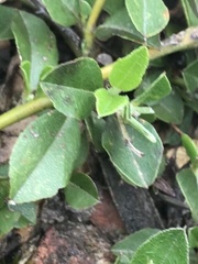 Podolobium procumbens