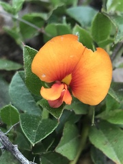 Podolobium procumbens