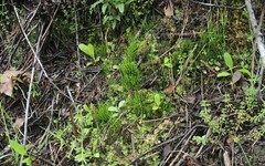 Anthoceros punctatus