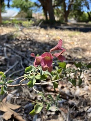Salvia chamelaeagnea