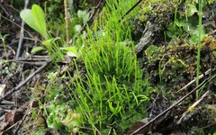 Anthoceros punctatus